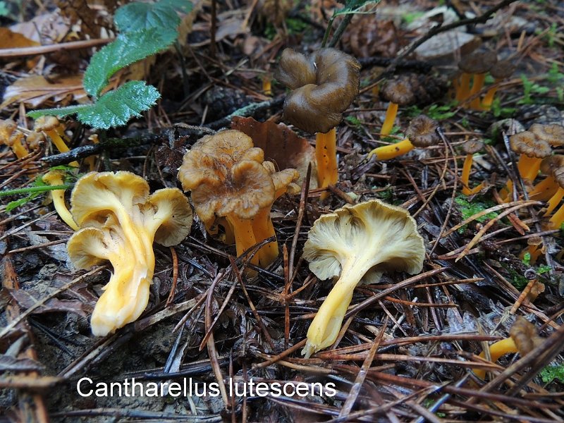 Craterellus lutescens-amf386-1.jpg - Craterellus lutescens ; Syn1: Cantharellus lutescens ; Syn2: Cantharellus xanthopus ; Non français: Chanterelle jaune